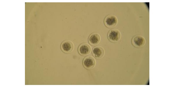 저지 수정란 선별.JPG