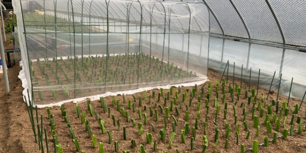 삼각주선인장 우량묘 시범보급.jpg