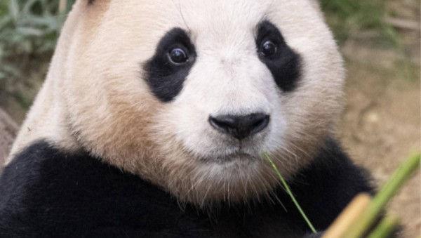 국민적인 사랑을 받고 있는 에버랜드 판다 푸바오 (1).jpg