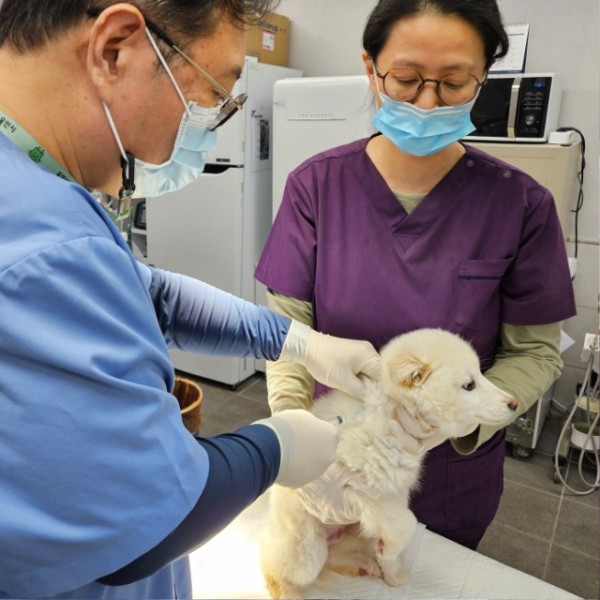 4. 용인특례시는 4월 한 달 동안 상반기 광견병 예방접종을 실시한다.jpg